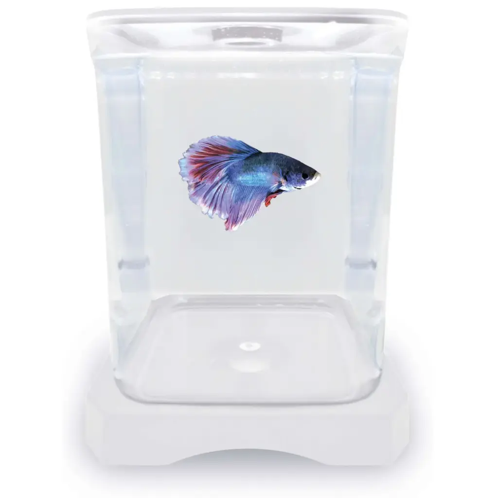 BETTERA BLANCA CON TAPA