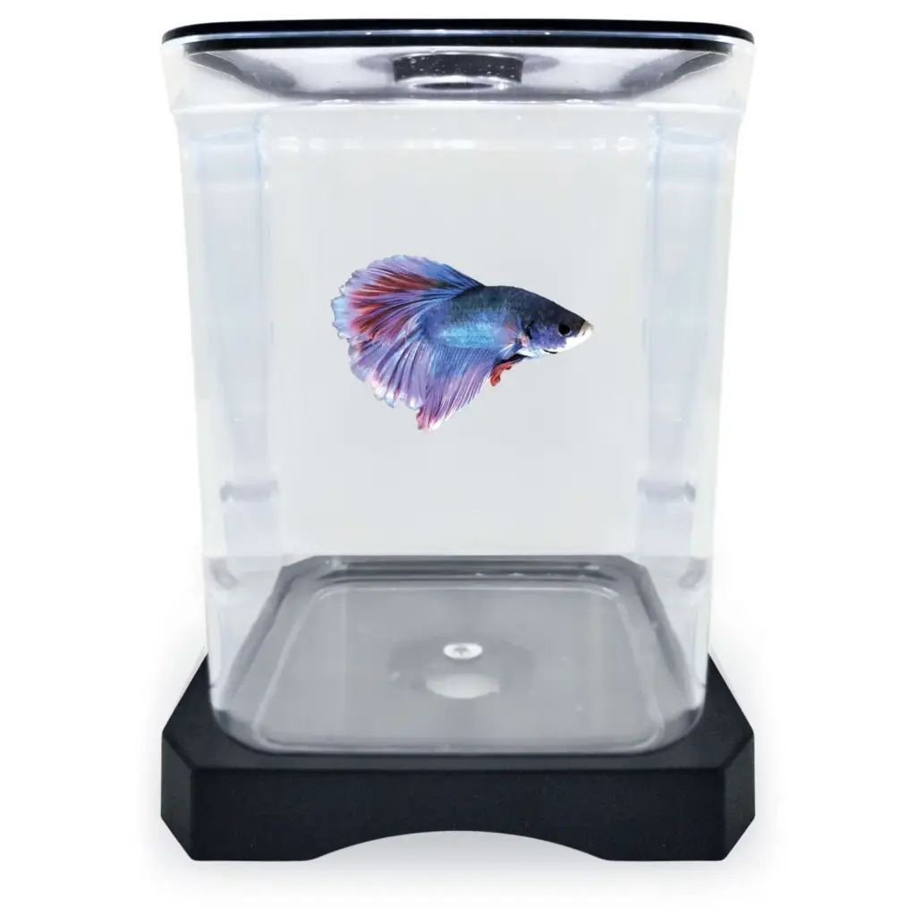 BETTERA NEGRA CON TAPA 