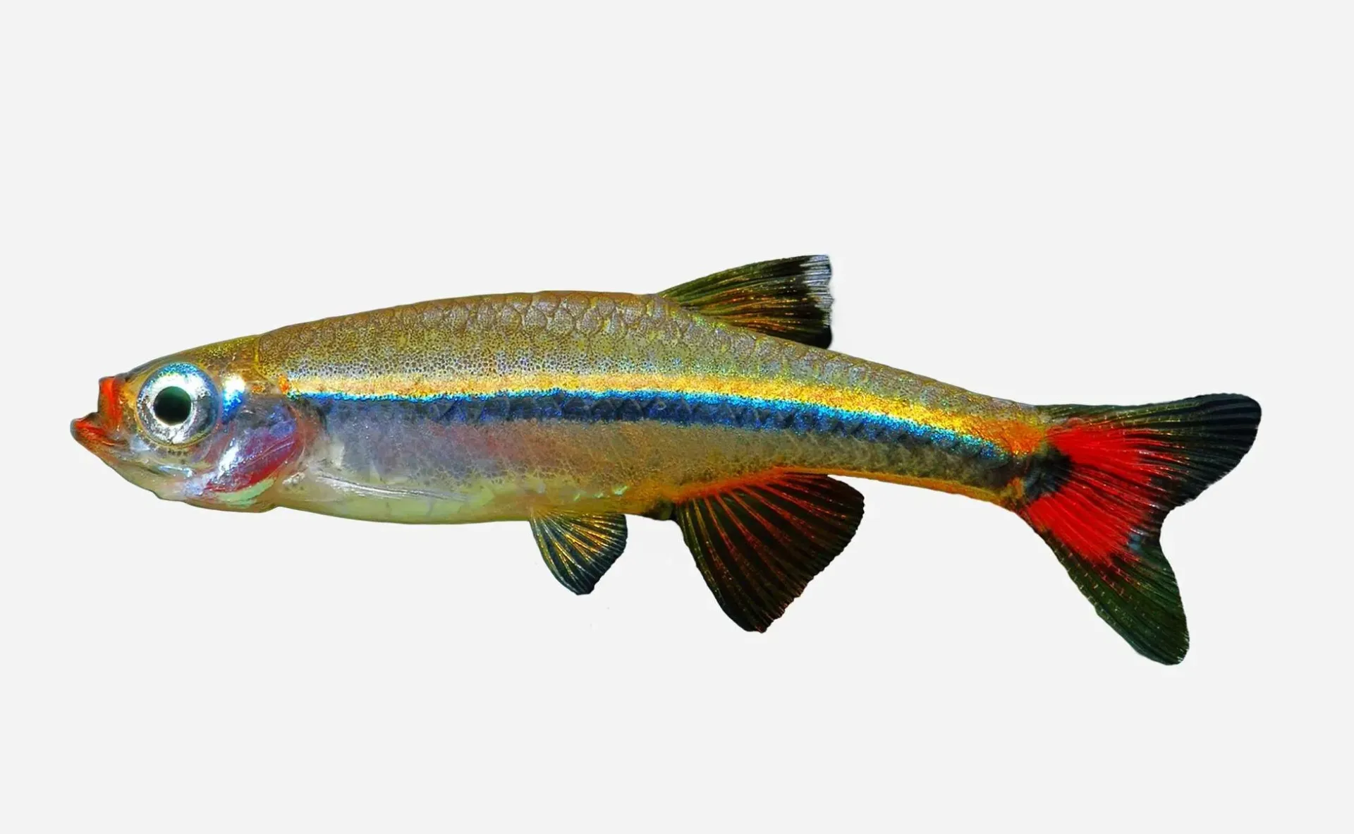 NEON CHINO SUPERCOLOR