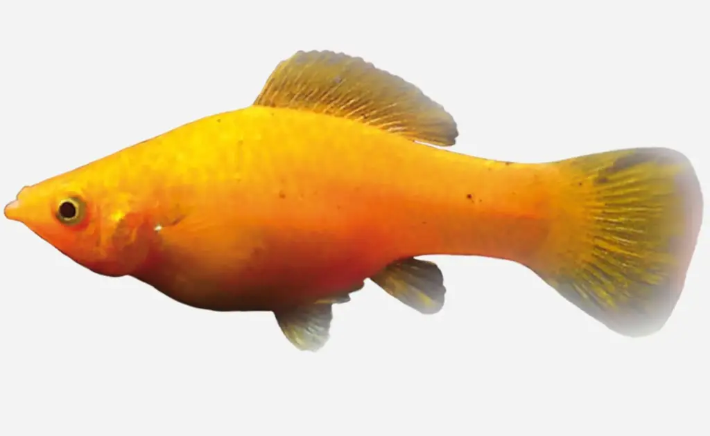 MOLLY NARANJA