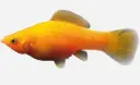 MOLLY NARANJA