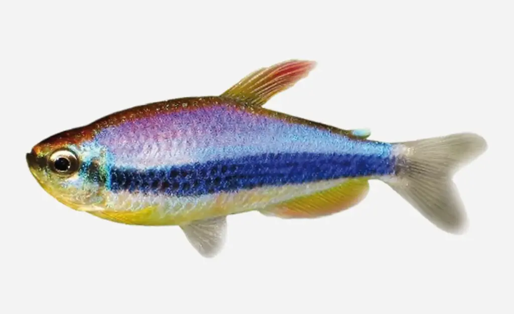 TETRA EMPERADOR AZUL