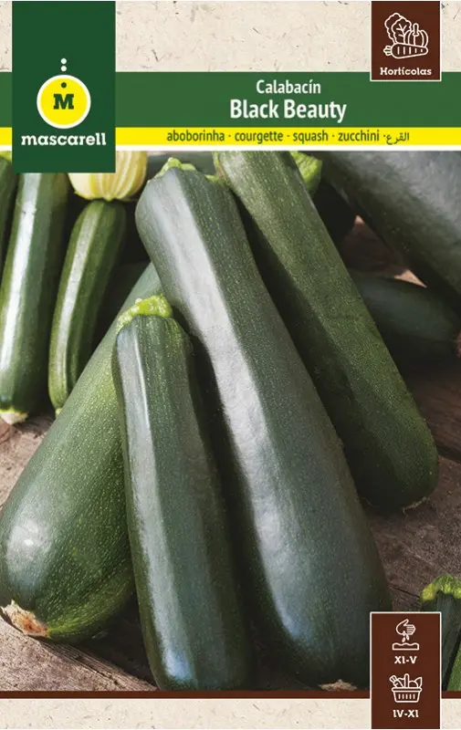 CALABACIN VERDE