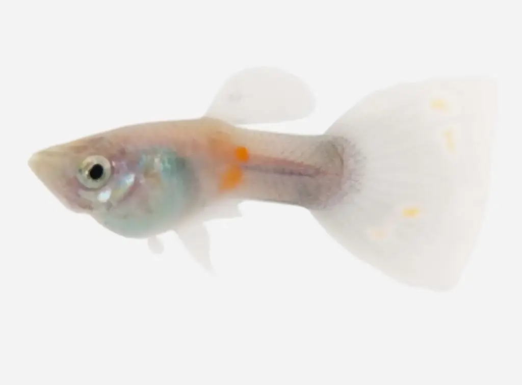 GUPPY MACHO MOSAICO AZUL