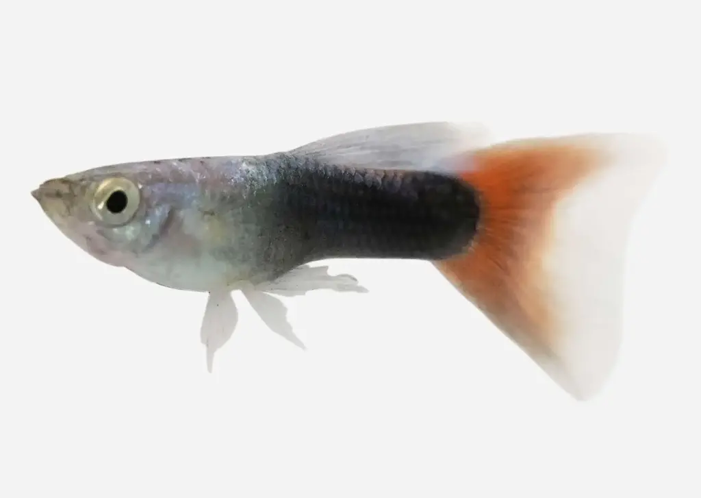 GUPPY MACHO NEON ROJO