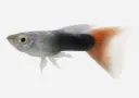 GUPPY MACHO NEON ROJO