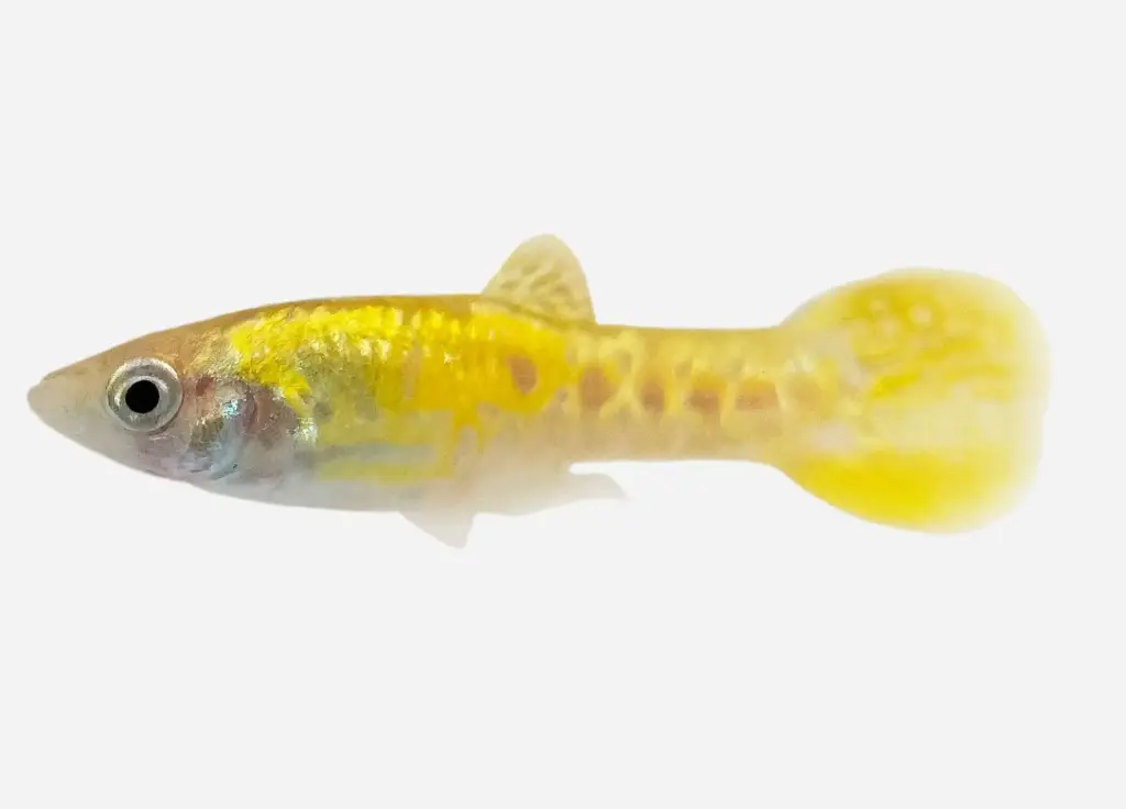 GUPPY MACHO ENDLER COBRA AMARILLO