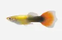 GUPPY MACHO ROJO DORADO TUXEDO