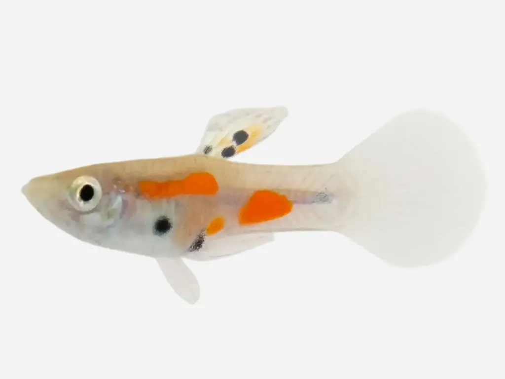 GUPPY MACHO ENDLER CALICO