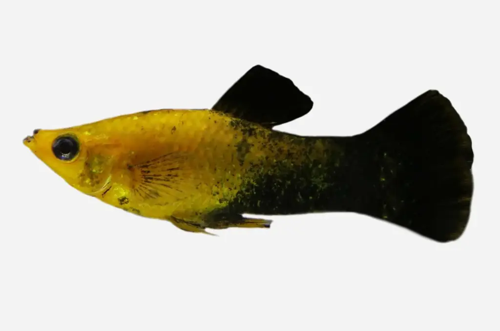 MOLLY ORO NEGRO