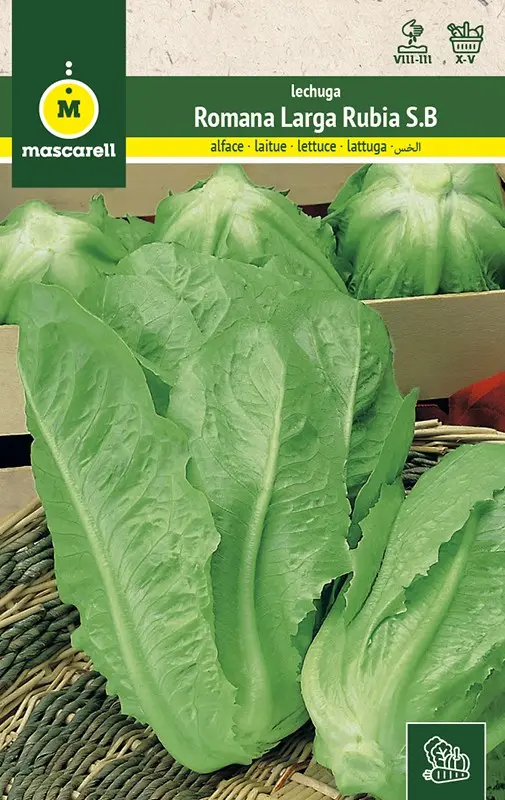 LECHUGA ROMANA