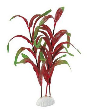 PLANTA DE SEDA 