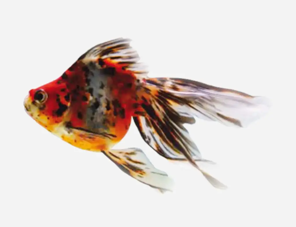 RYUKIN CALICO