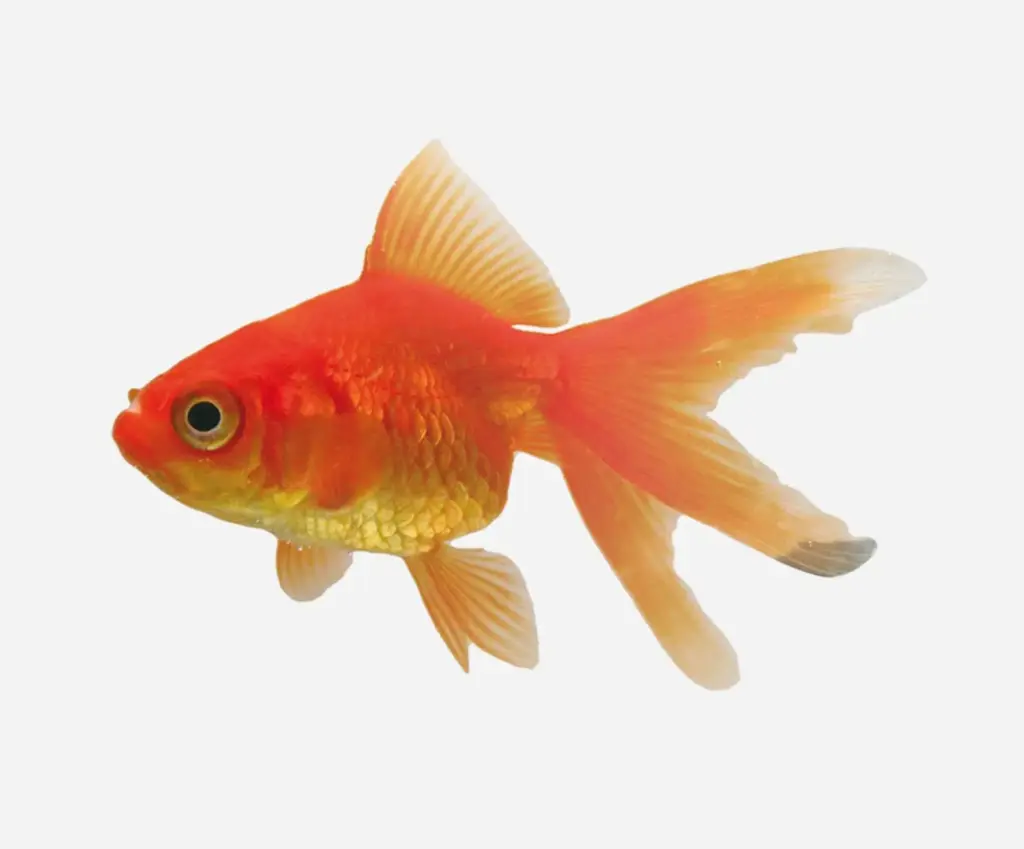 RYUKIN ROJO 