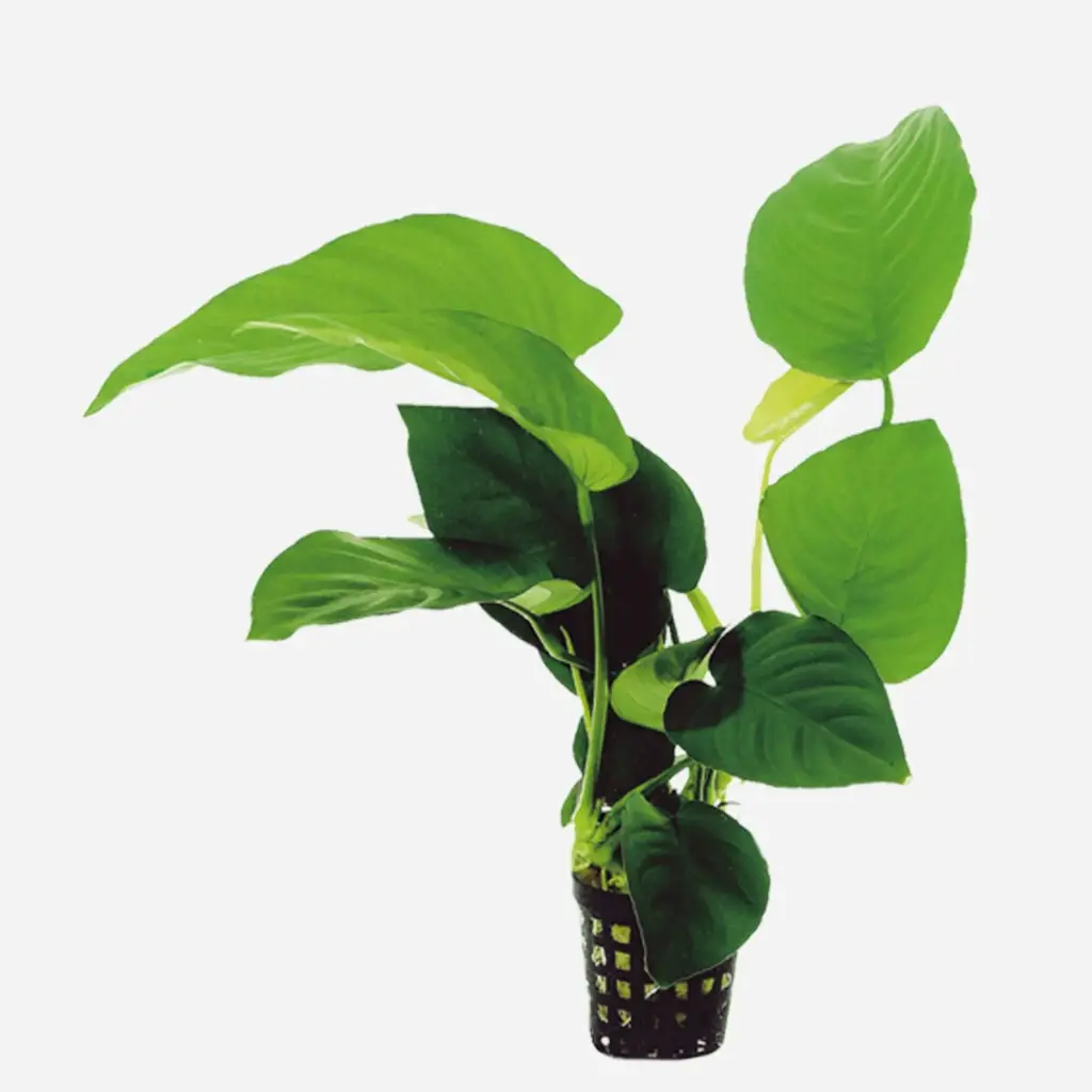 ANUBIA BARTERI HOJA ANCHA