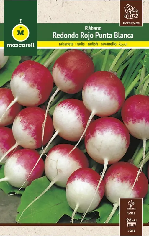 RABANITO REDONDO ROJO PUNTA BLANCA