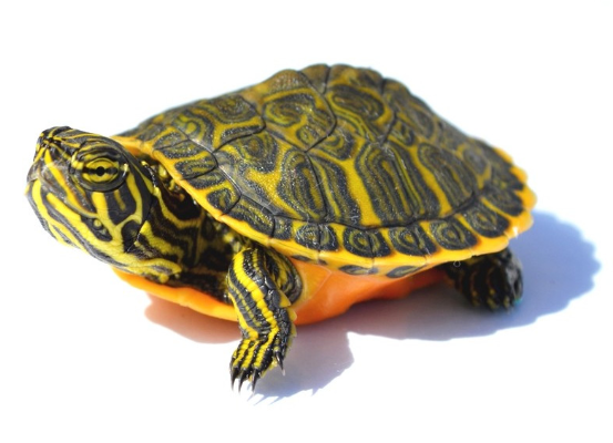 TORTUGA ACUÁTICA KOHNI