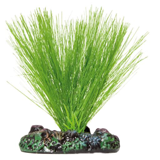 PLANTA SEDA MIRIOPHYLLUM