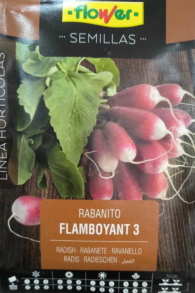 RABANITO FLAMBOYANT 3