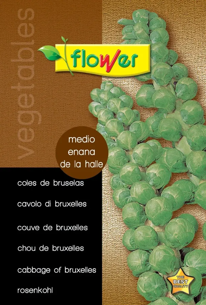 COL DE BRUSELAS MEDIO ENANA