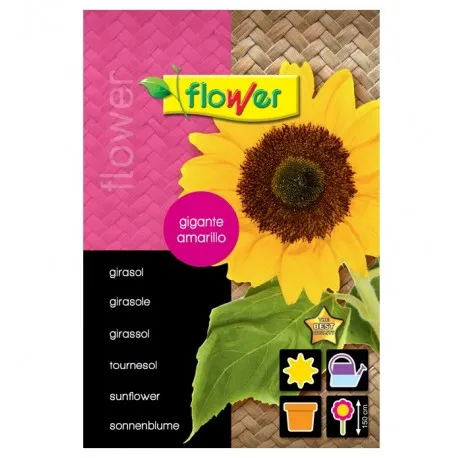 GIRASOL GIGANTE AMARILLO