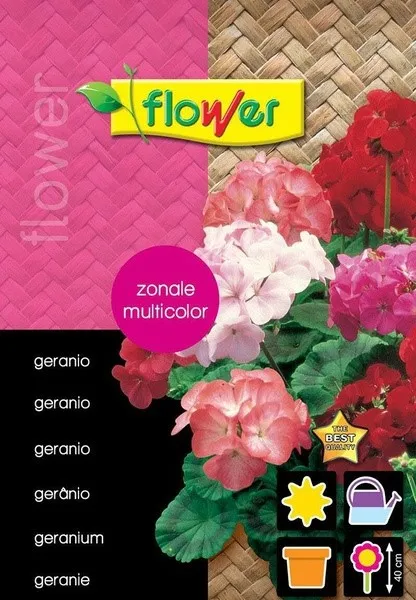 GERANIO ZONALE MULTICOLOR