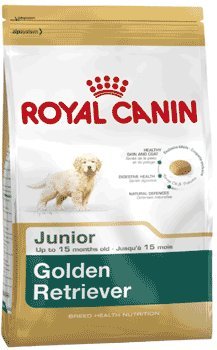 GOLDEN RETRIEVER PUPPY 12 KGRS