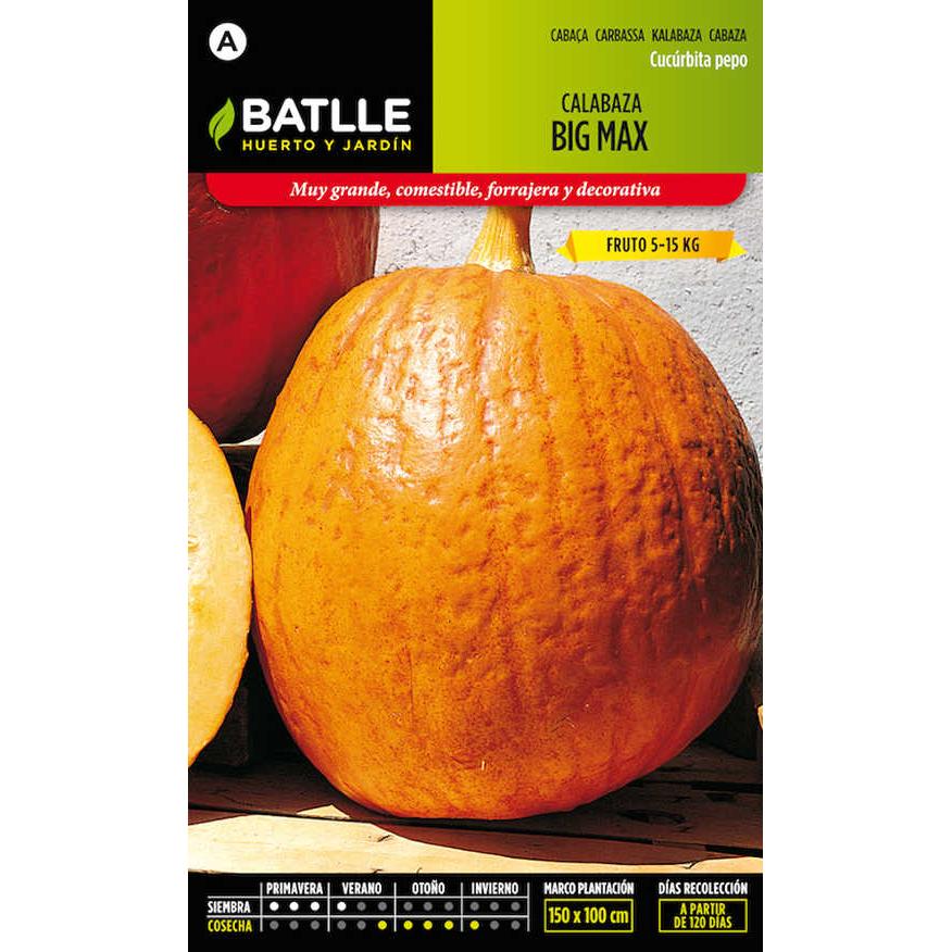 CALABAZA BIG MAX