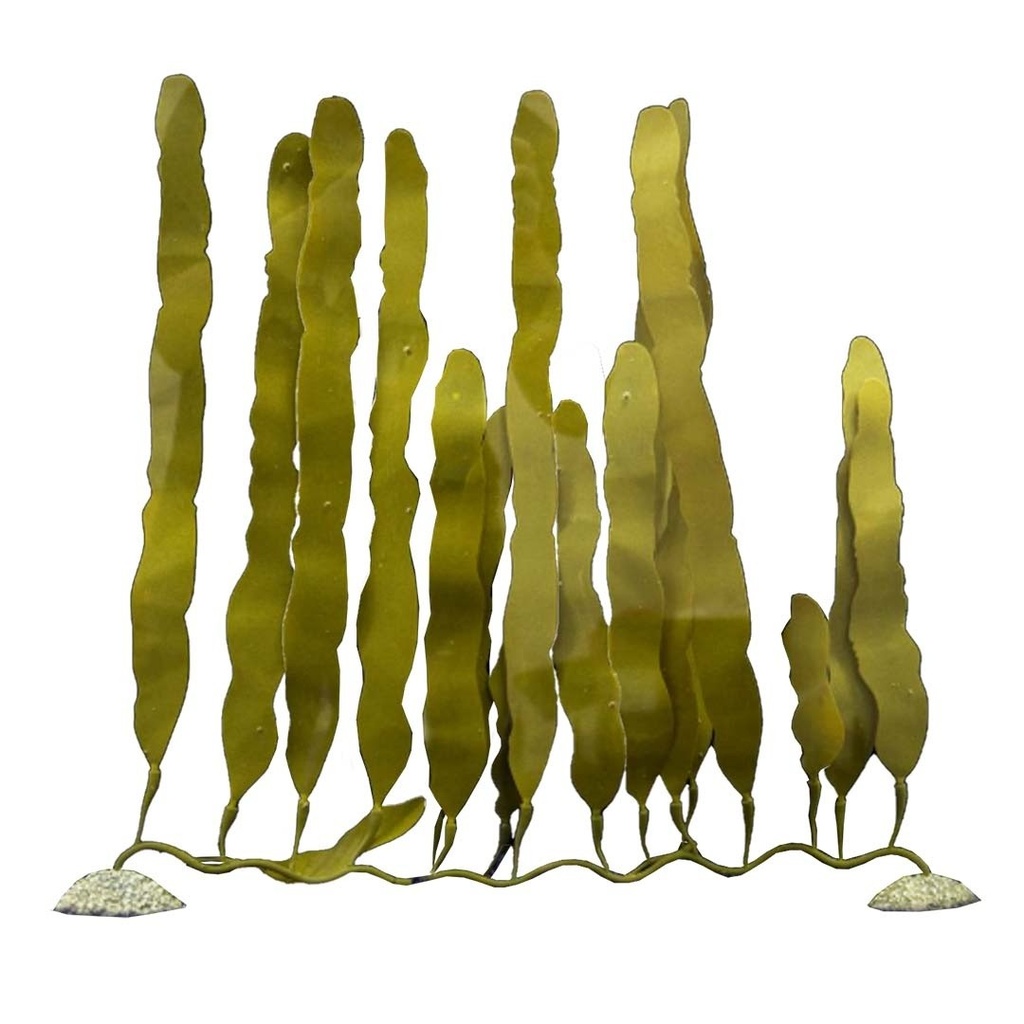 PLANTA SILICONA CAULERPA