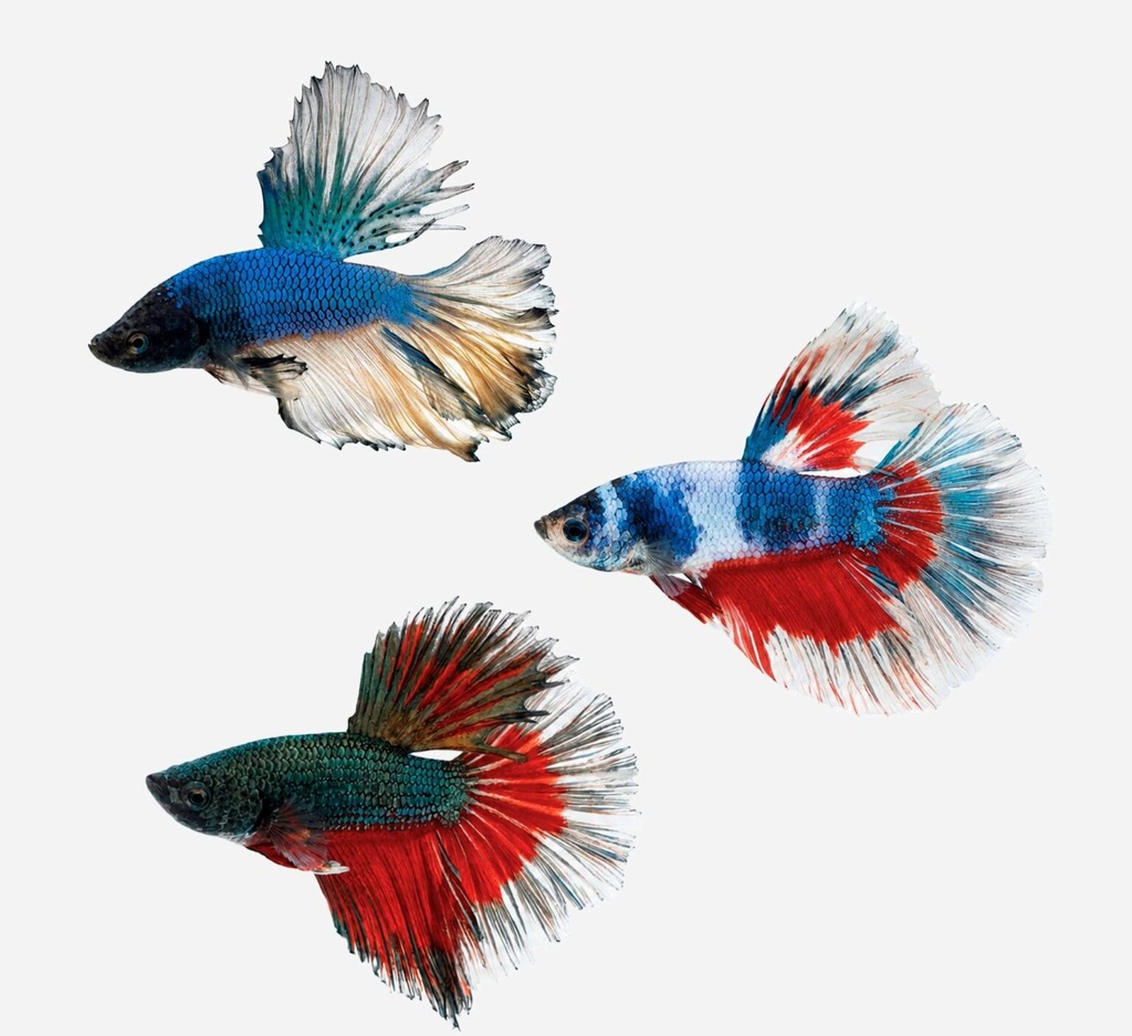 BETTA DELUXE SURTIDO