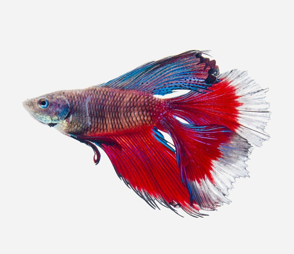 BETTA MACHO DOBLE COLA