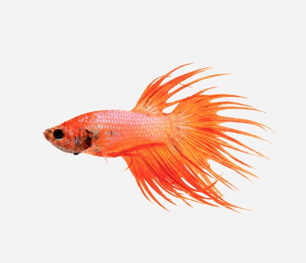 BETTA MACHO CORONA NARANJA