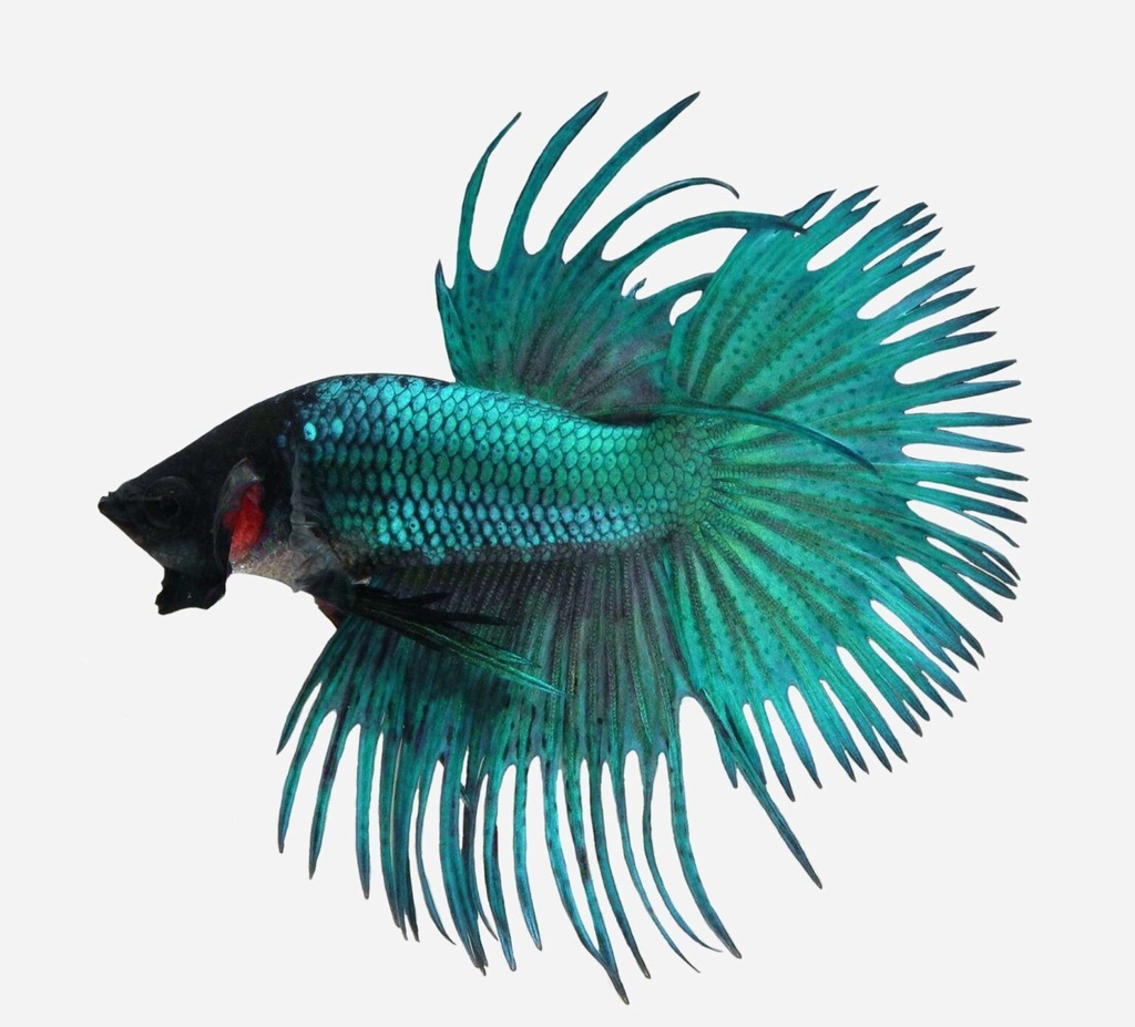 BETTA MACHO CORONA VERDE