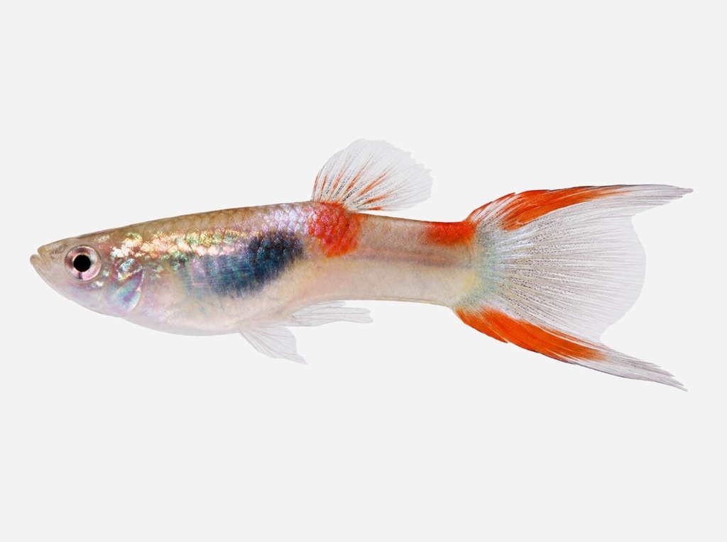 GUPPY MACHO DOBLE ESPADA