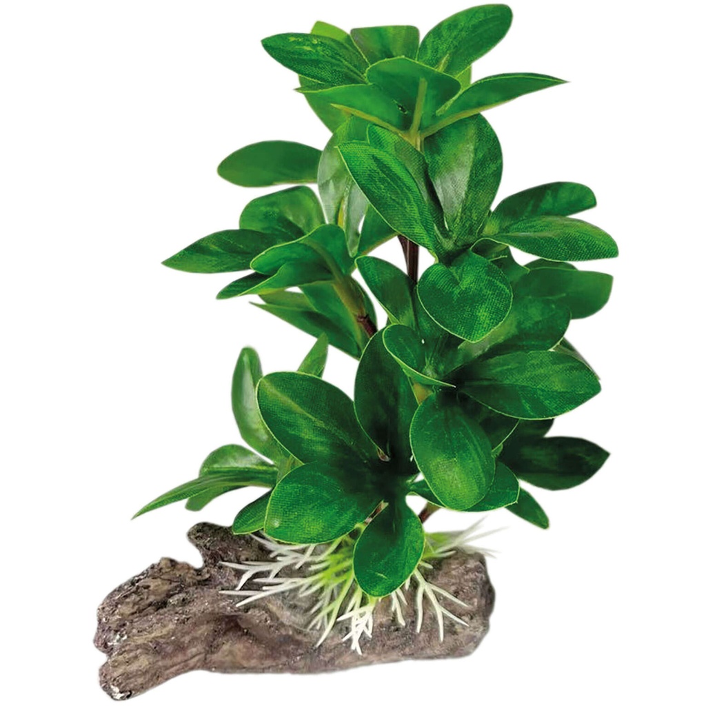 PLANTA SEDA BUCEPHALANDRA