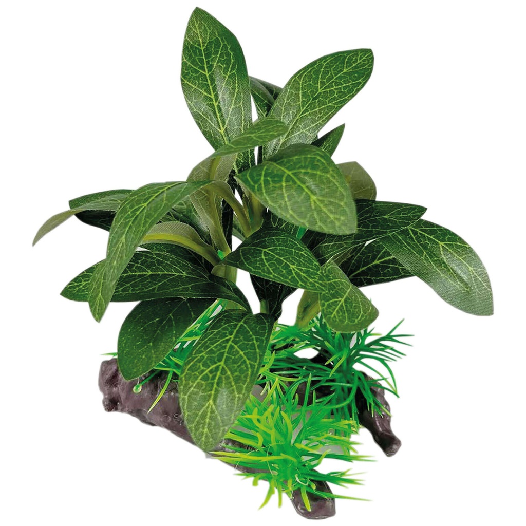 PLANTA SEDA STAUROGYNE
