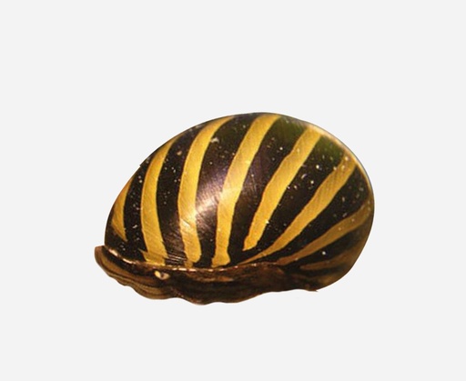 CARACOL CEBRA