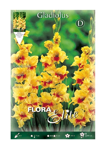 GLADIOLO AMARILLO MANCHAS ROJAS 12/14 ELITE