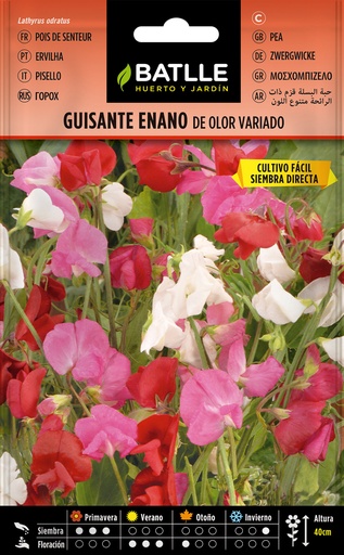 GUISANTE ENANO DE OLOR VARIADO