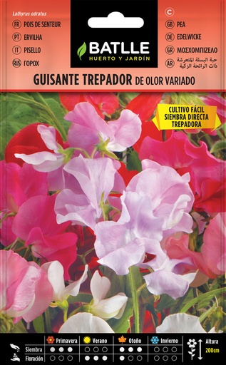 GUISANTE TREPADOR (DE OLOR, VARIADOS)