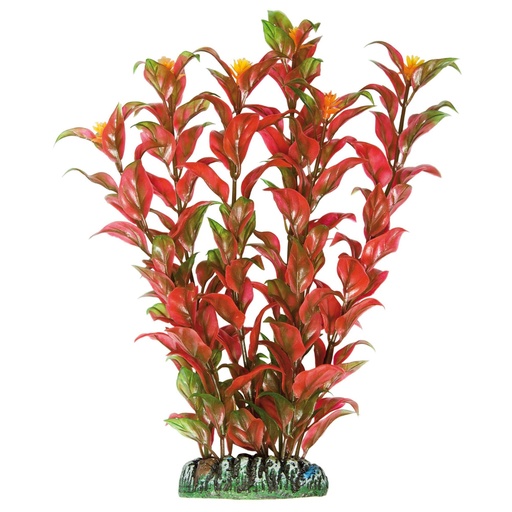 PLANTA PLAST. ALTERNANTHERA BURDEOS 22 CMS