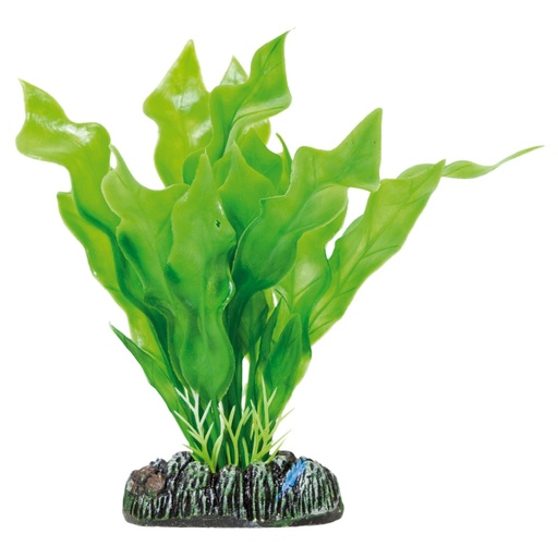 PLANTA PLASTICO APONOGETON CRISPUS 13.5 CMS