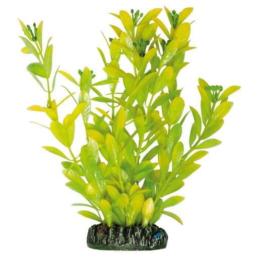 PLANTA PLASTICO HYGROPHILA POLYSPERMA 20 CMS