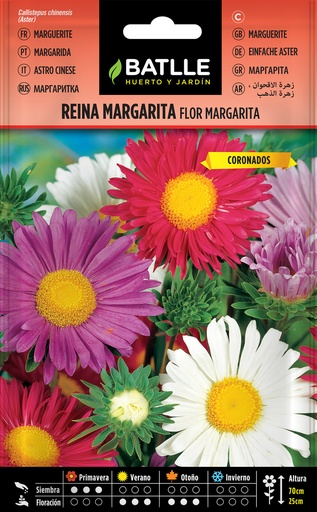 REINA MARGARITA FLOR MARGARITA