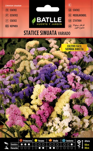 STATICE SINUATA (VARIADO)