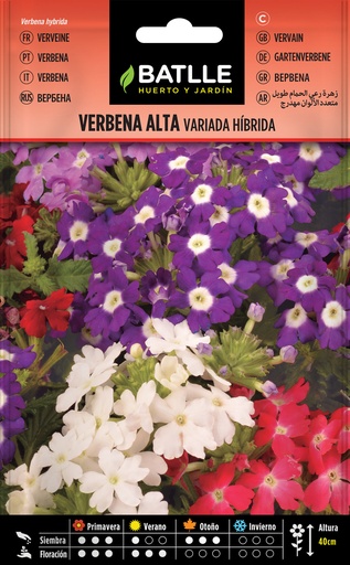 VERBENA ALTA VARIADA HIBRIDA