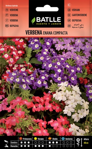 VERBENA ENANA COMPACTA