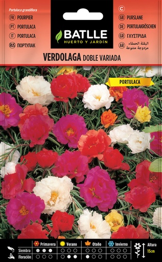 VERDOLAGA DOBLE ( PORTULACA)