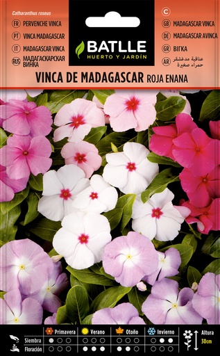 VINCA DE MADAGASCAR