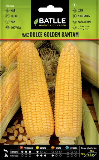 MAIZ DULCE GOLDEN BANTAM